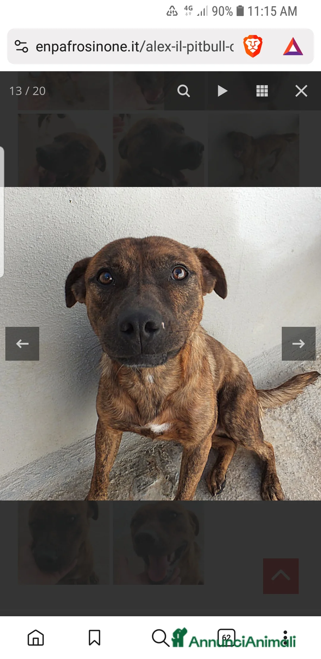 Meticcio cani in regalo: ADOZ.DEL CUORE: similpit dolce in canile da 4anni - Annuncio 3