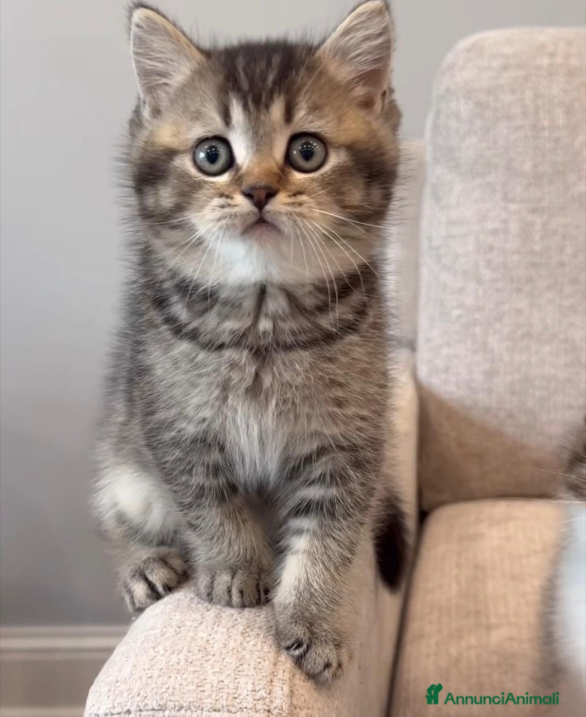 British gatti Dolcissimi cuccioli di british shorthair - Annuncio 7