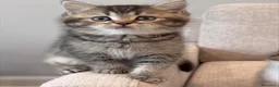 British gatti in vendita: Dolcissimi cuccioli di british shorthair - Annuncio 1