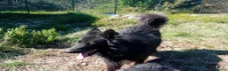 Meticcio cani in regalo: Lucio, super equilibrato, buonissimo, in adozione - Annuncio 2