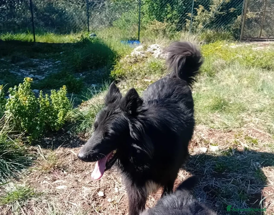 Meticcio cani in regalo: Lucio, super equilibrato, buonissimo, in adozione - Annuncio 2