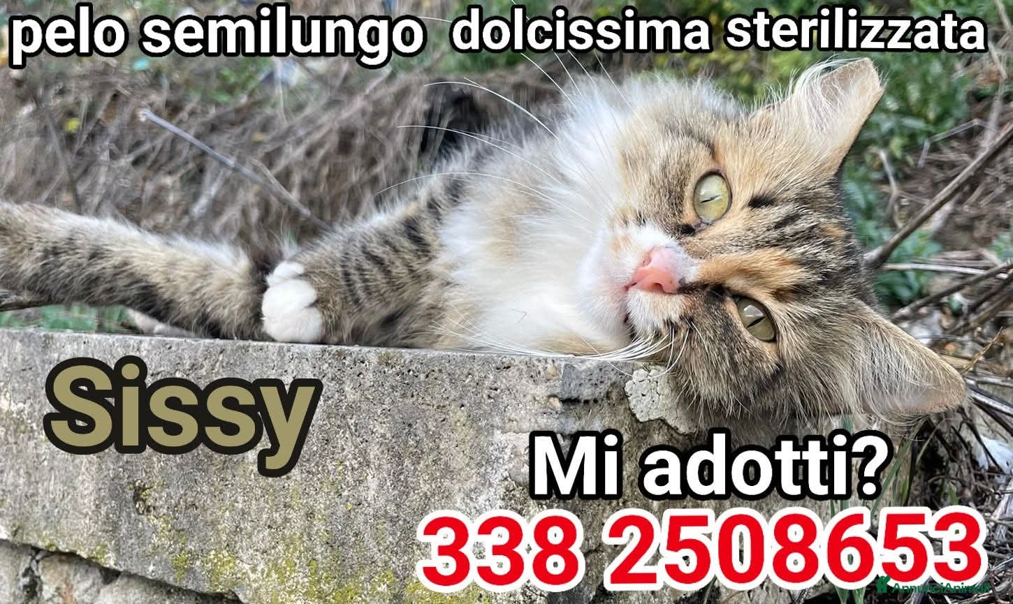 Altre razze gatti SISSY ADOZIONE URGENTE - Annuncio 17