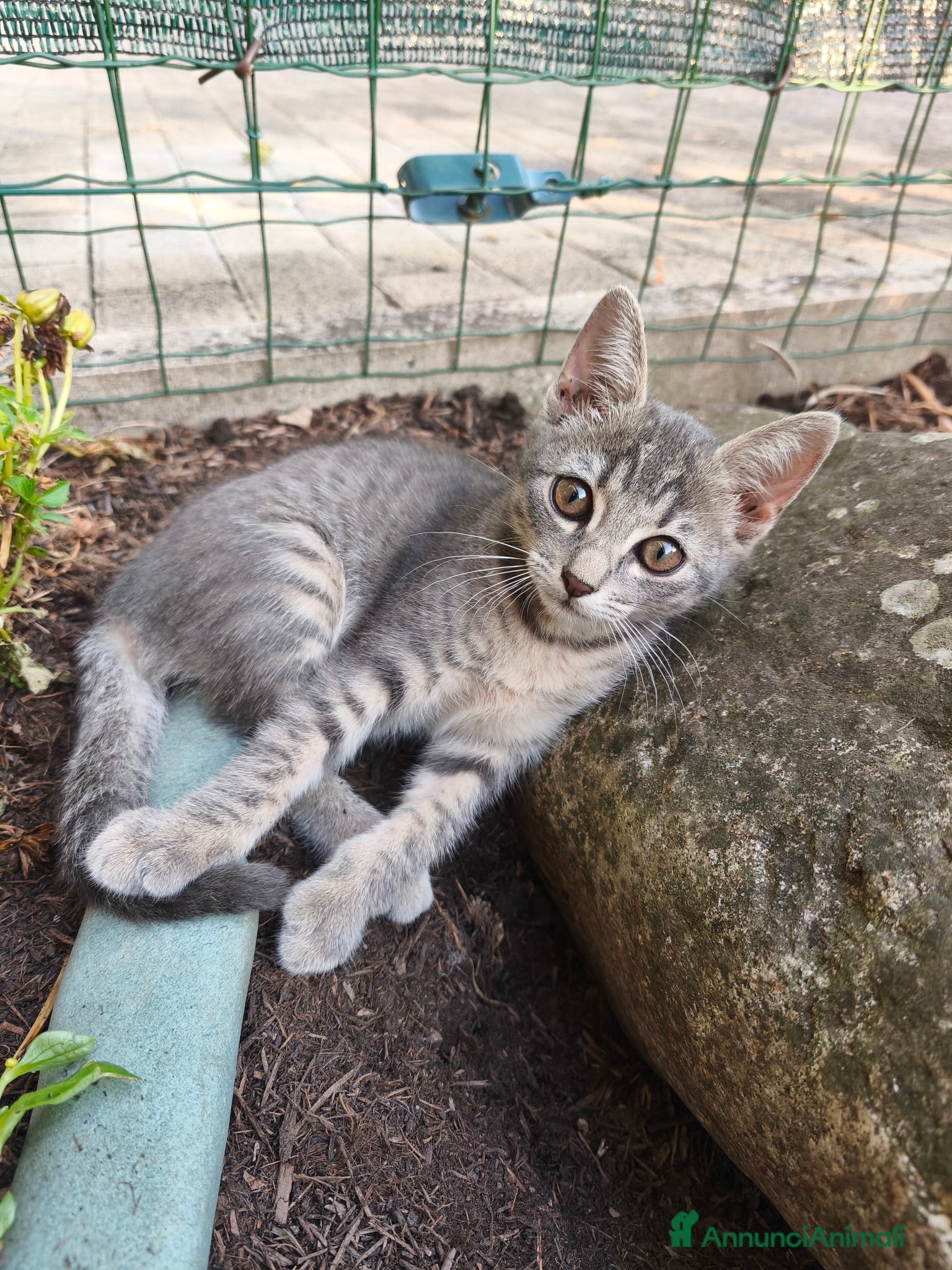 Europeo gatti Gattini in regalo - Annuncio 1