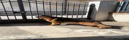 Pastore Tedesco cani per accoppiamento: Pastore Tedesco maschio disponibile accoppiamemto  a Città metropolitana di Reggio Calabria - Annuncio 4