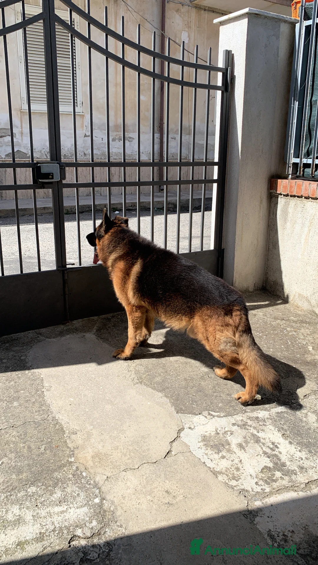 Pastore Tedesco cani per accoppiamento: Pastore Tedesco maschio disponibile accoppiamemto  a Città metropolitana di Reggio Calabria - Annuncio 4