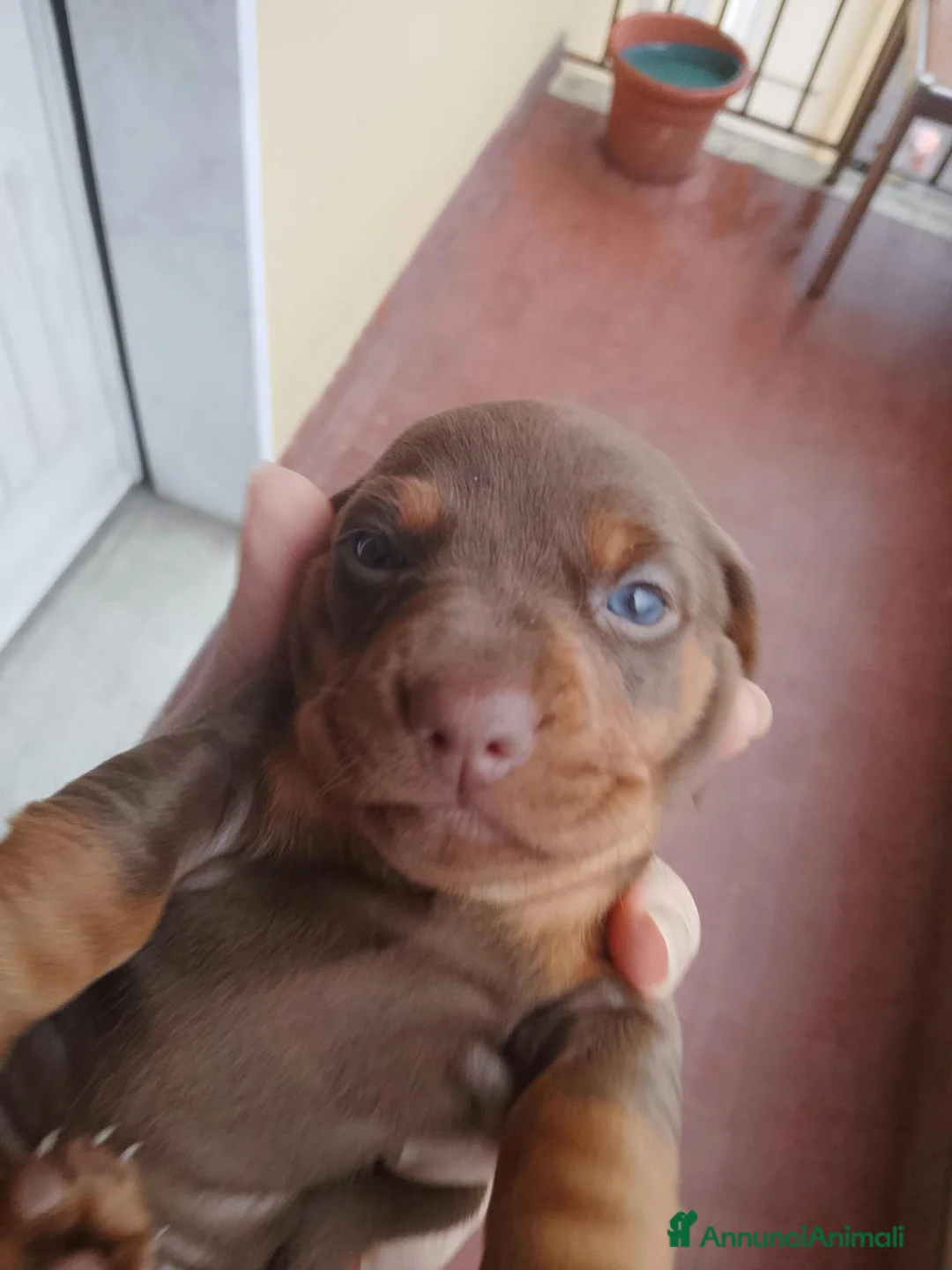 Bassotto cani in vendita: Cuccioli Bassotti bellissimi - Annuncio 2