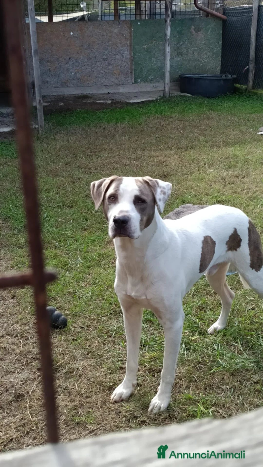 Meticcio cani in regalo: PONY DOPO TANTA SOFFERENZA CERCA CASA - Annuncio 2