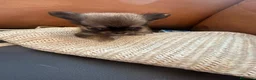 Chihuahua cani in vendita: Splendidi cuccioli di Chihuahua - Annuncio 9