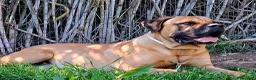Cane Corso cani in vendita: Cane corso - Annuncio 5