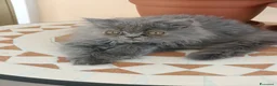 Persiano gatti in vendita: Matisse  - Annuncio 3