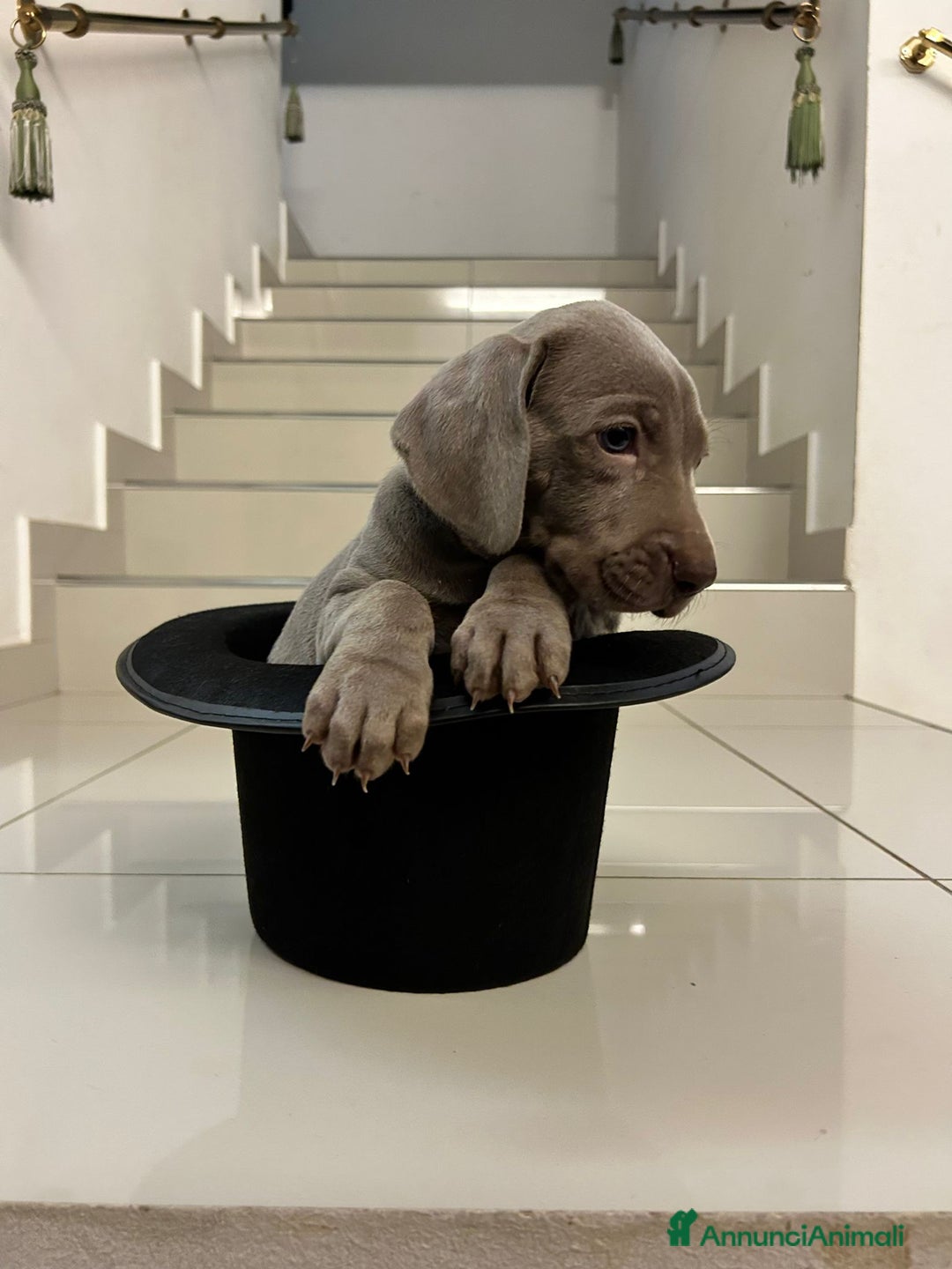 Weimaraner cani in vendita: Weimaraner cuccioli pubblicità‘ segugio  - Annuncio 5