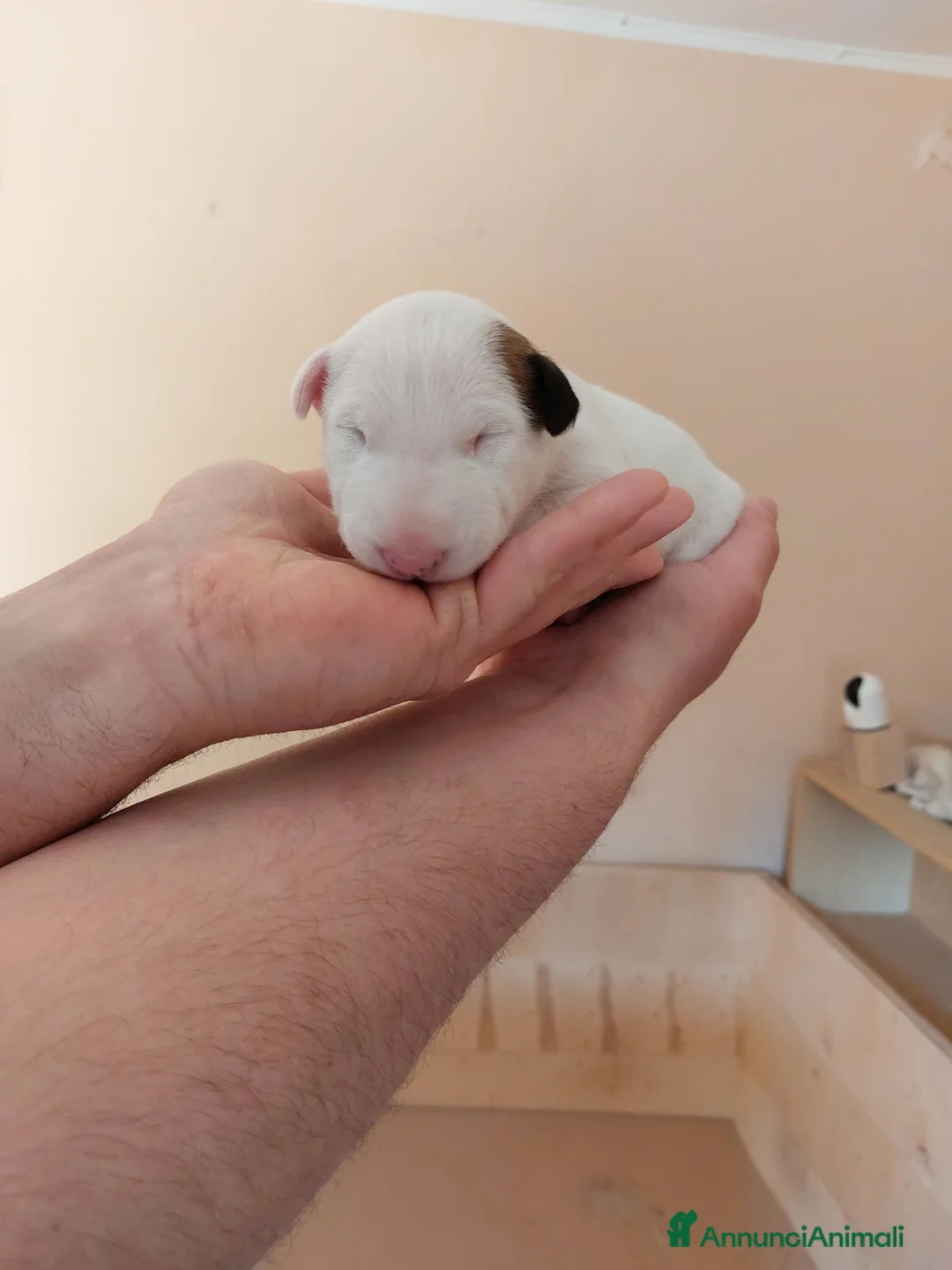 Bull Terrier cani in vendita: Cuccioli Bull Terrier linea selezionata - Annuncio 2