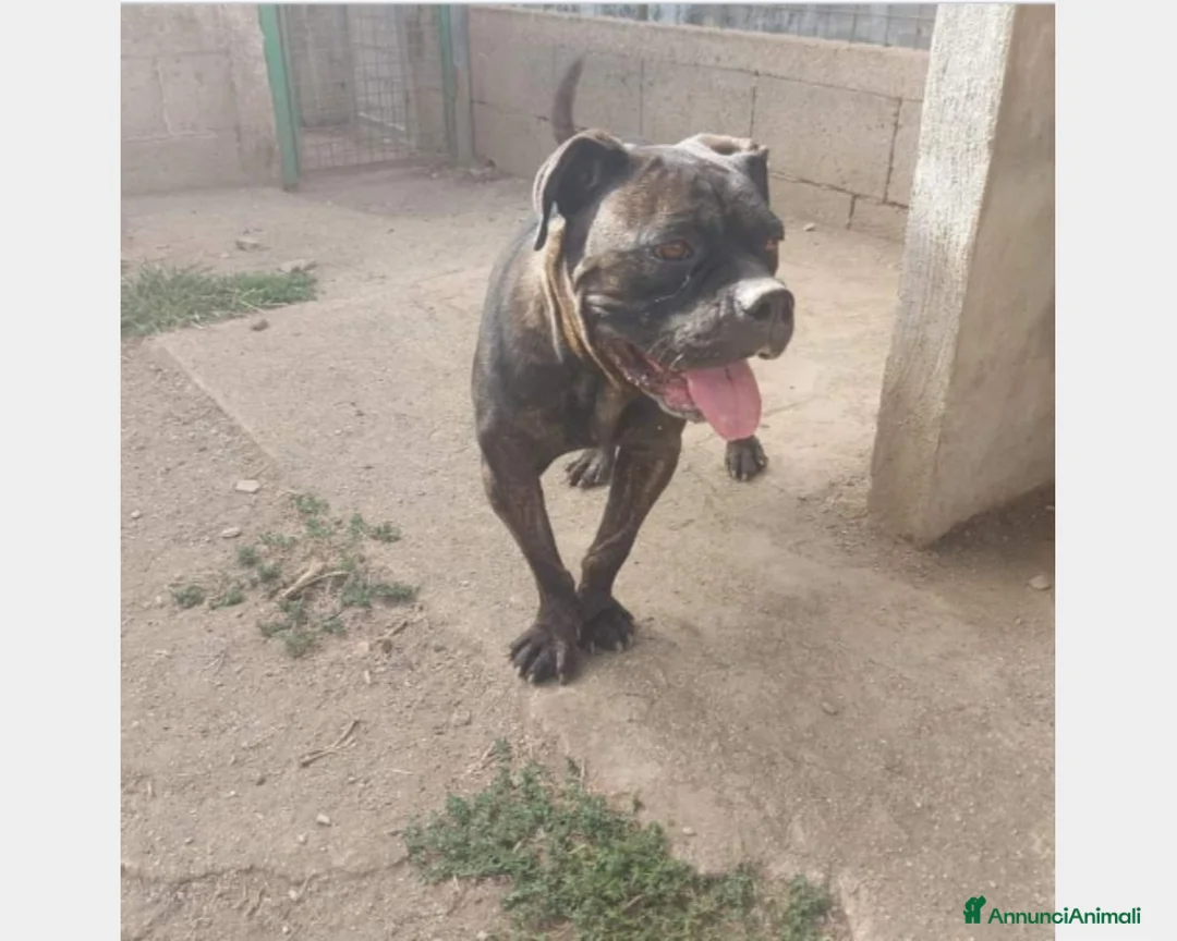 Meticcio cani in regalo: Mix Pit/Corso 2anni dolcissima finita in canile SA a Milano - Annuncio 4