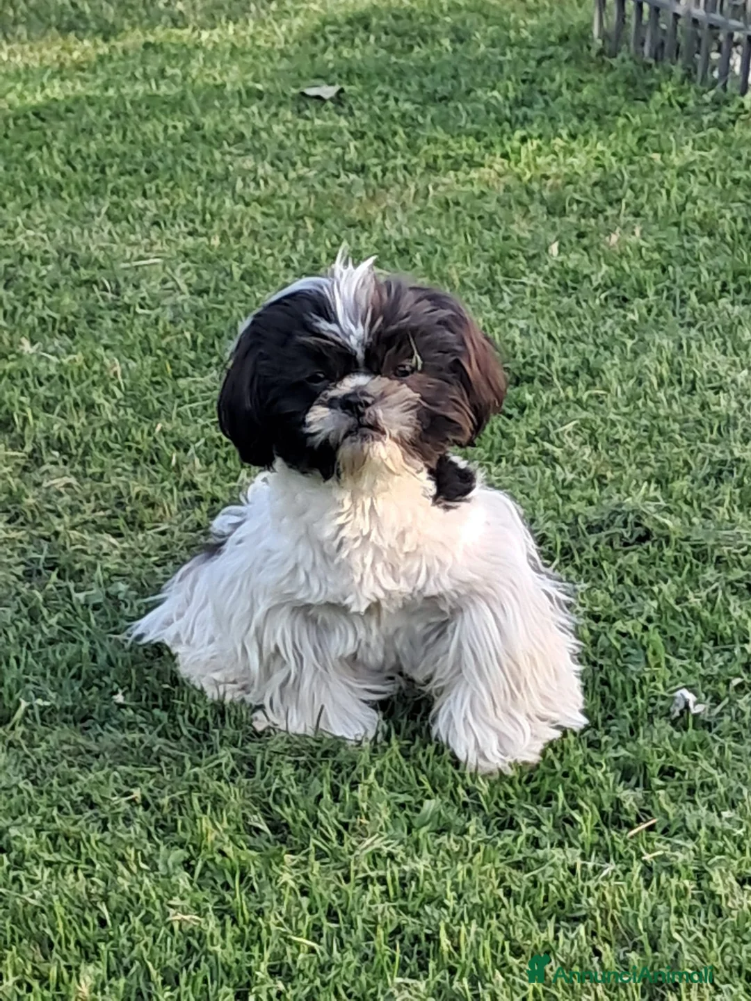 Shih Tzu cani in vendita: Shihtzu maschio con pedigree  - Annuncio 6