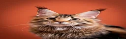 Maine Coon gatti in vendita: Gattina splendita dall'allevamento Mainemarie - Annuncio 4