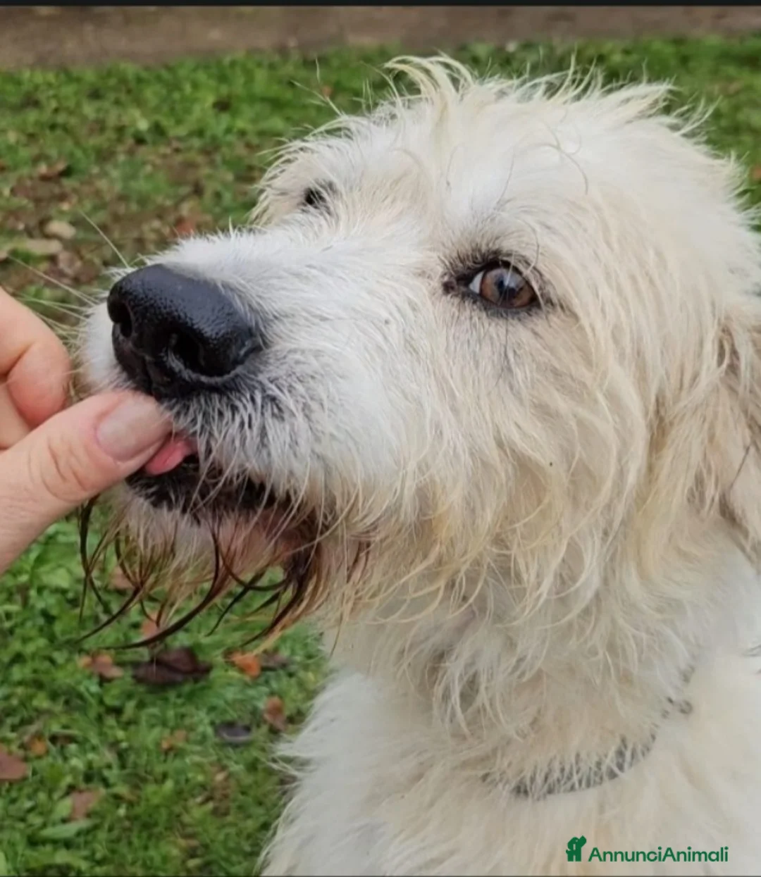 Meticcio cani in regalo: Magnifico simil Spinone salvato 3anni fa..NOVARA a Città metropolitana di Milano - Annuncio 2