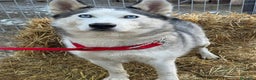 Husky cani in regalo: CINDY, splendida HUSKY cerca famiglia! - Annuncio 8