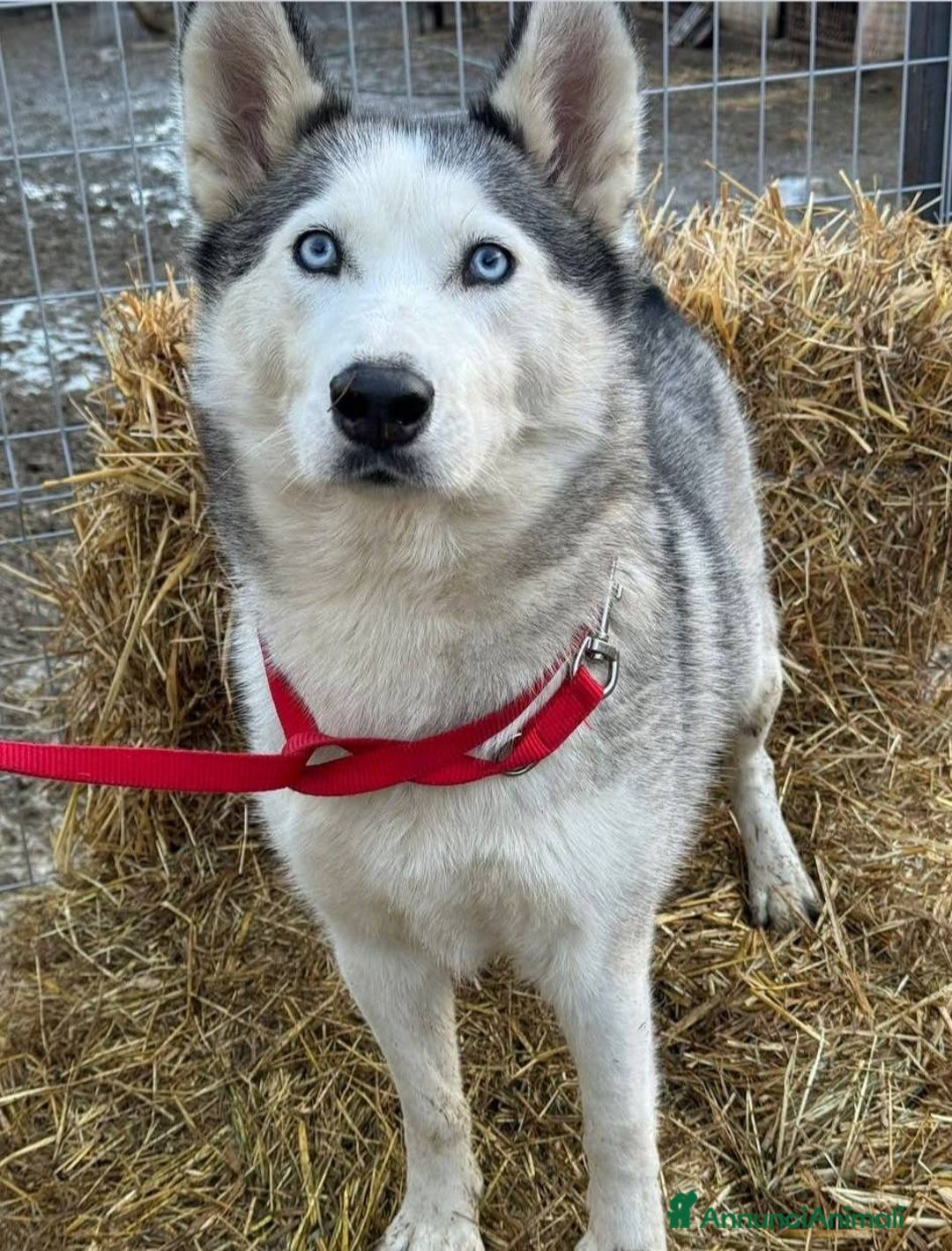 Husky cani in regalo: CINDY, splendida HUSKY cerca famiglia! - Annuncio 8