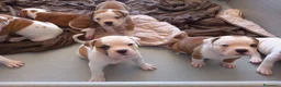 Bulldog cani in vendita: Cucciolo American bulldog  - Annuncio 11