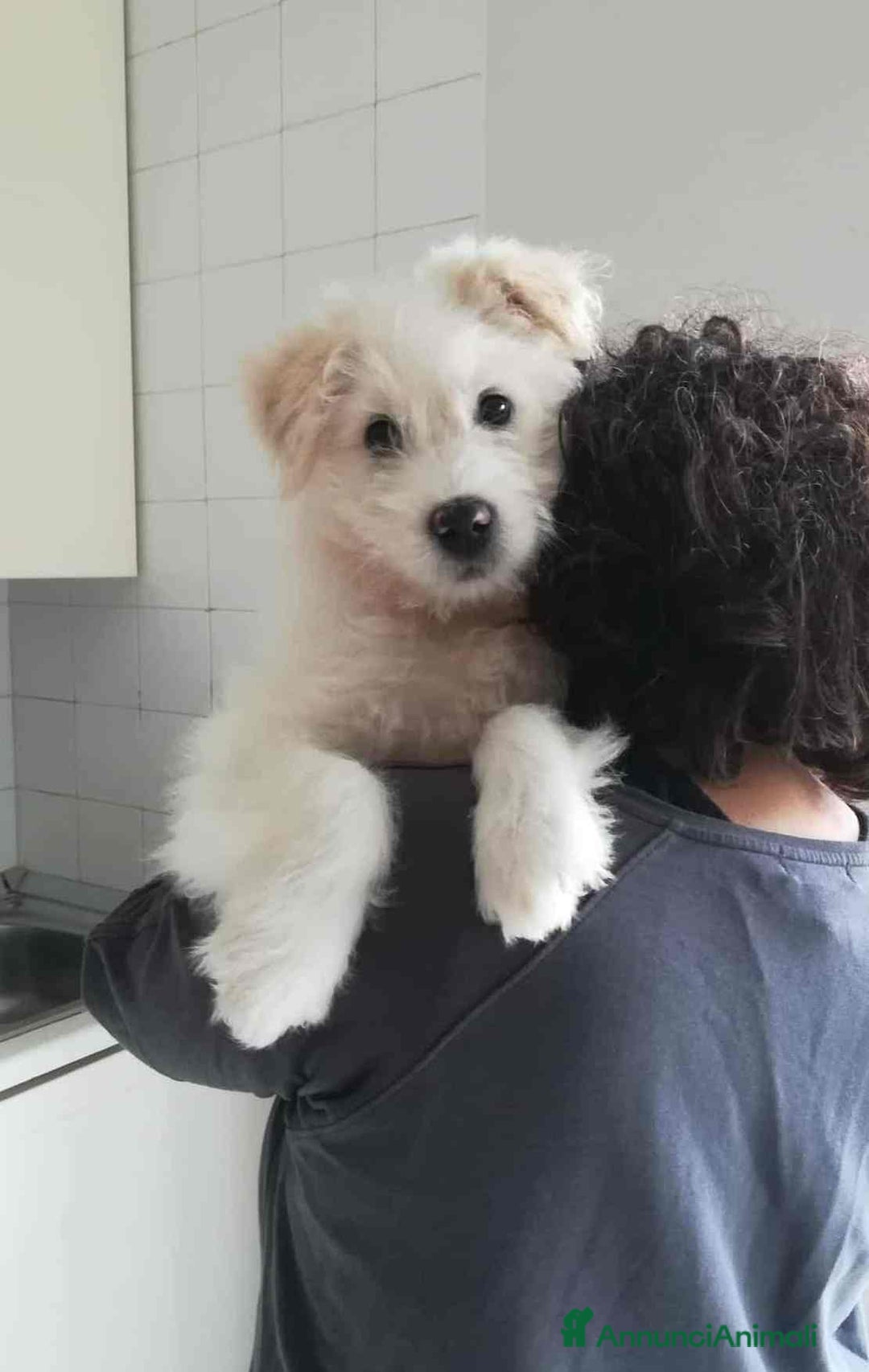 Meticcio cani in regalo: LEON, cucciolotto buffissimo! 3 MESI - Annuncio 2