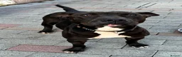 Meticcio cani in regalo: MAX GIOVANE E ATLETICO - Annuncio 6