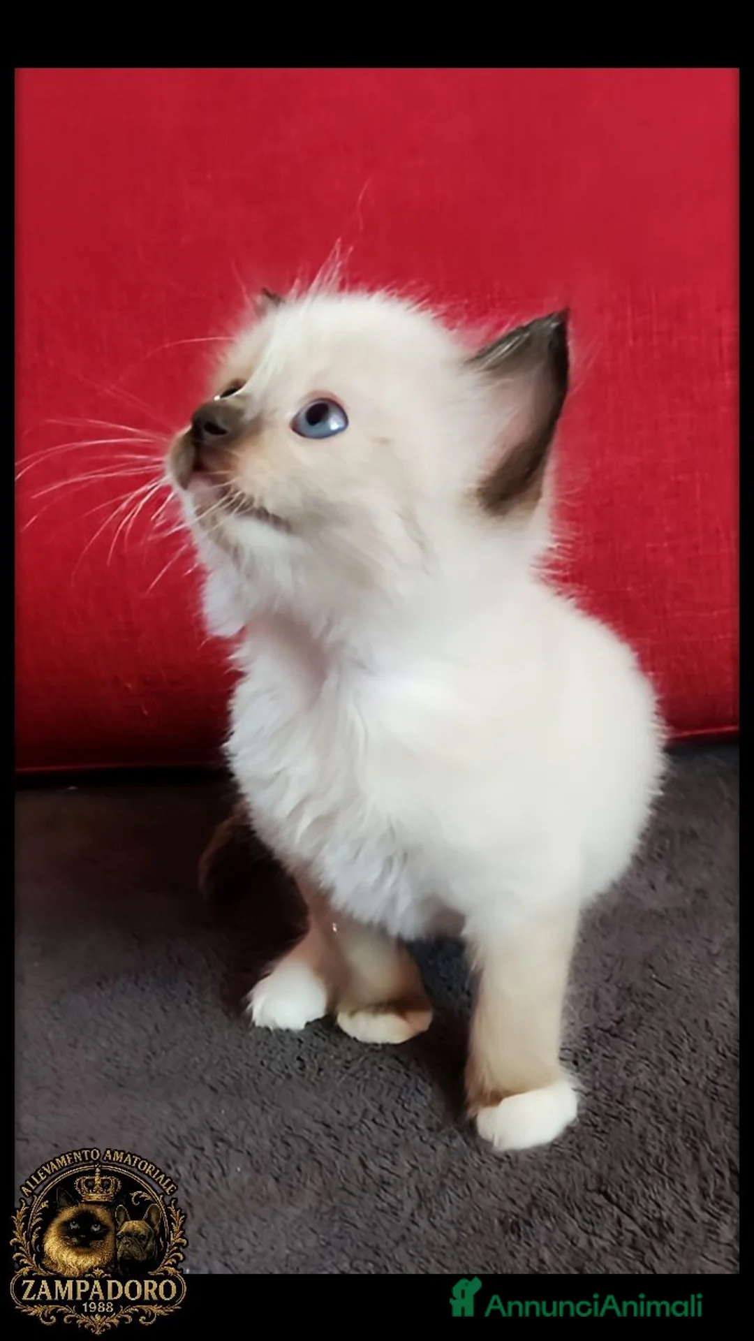 Ragdoll gatti in vendita: Ragdoll  - Annuncio 8