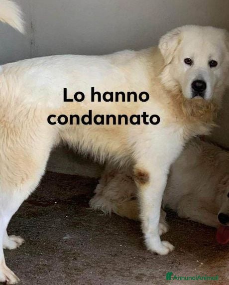 Pastore Abbruzzese Maremmano cani BEN tradito dalla sua famiglia - Annuncio 3