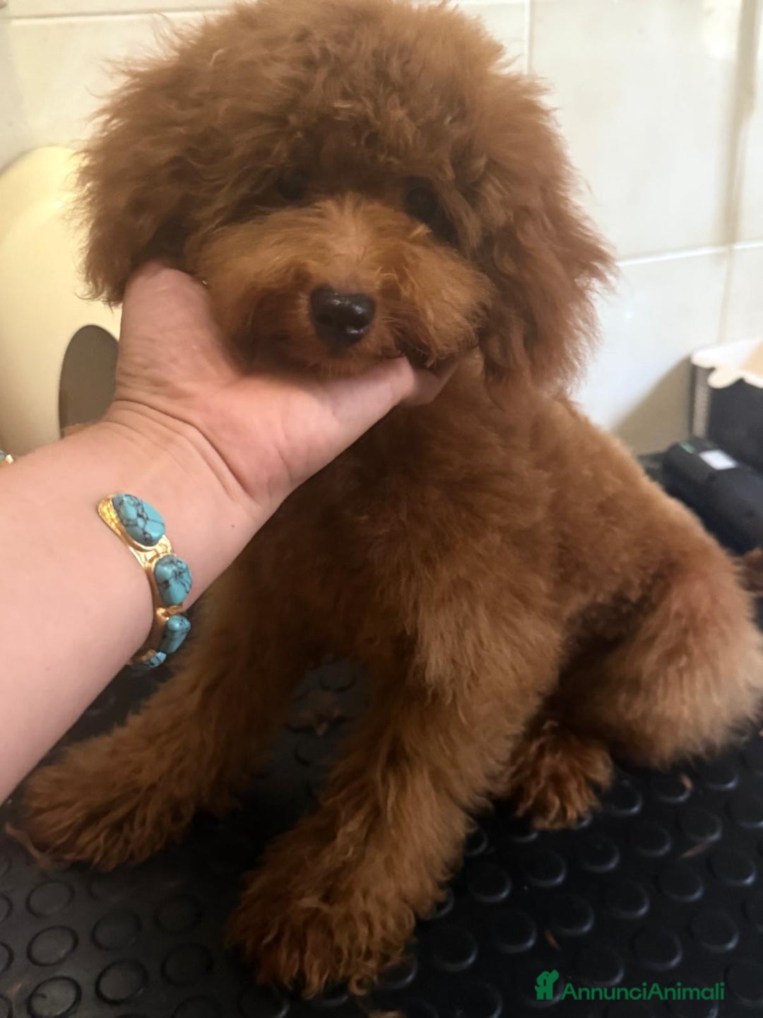 Barboncino Toy cani in vendita: Barboncino nano piccolo con pedegree enci - Annuncio 2