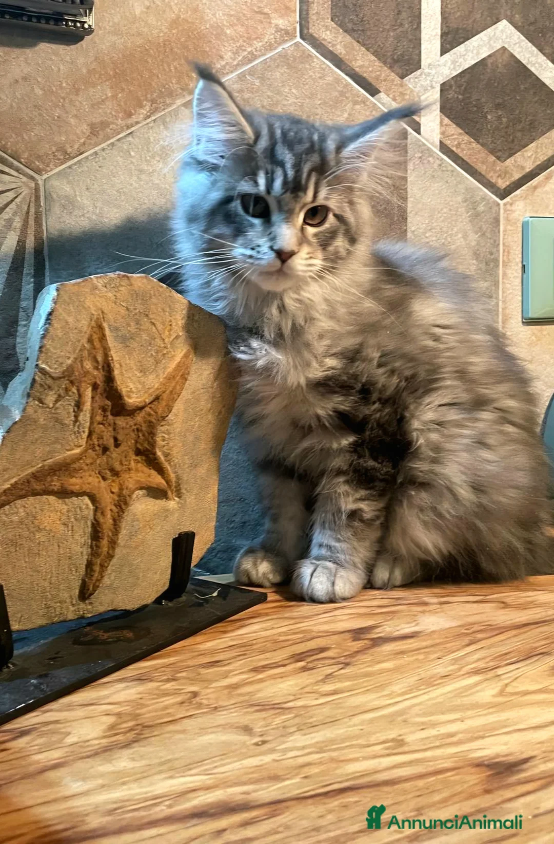 Maine Coon gatti in vendita: Cucciola di Maine Coon linea estera - Annuncio 1