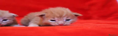 Maine Coon Gattino 4
