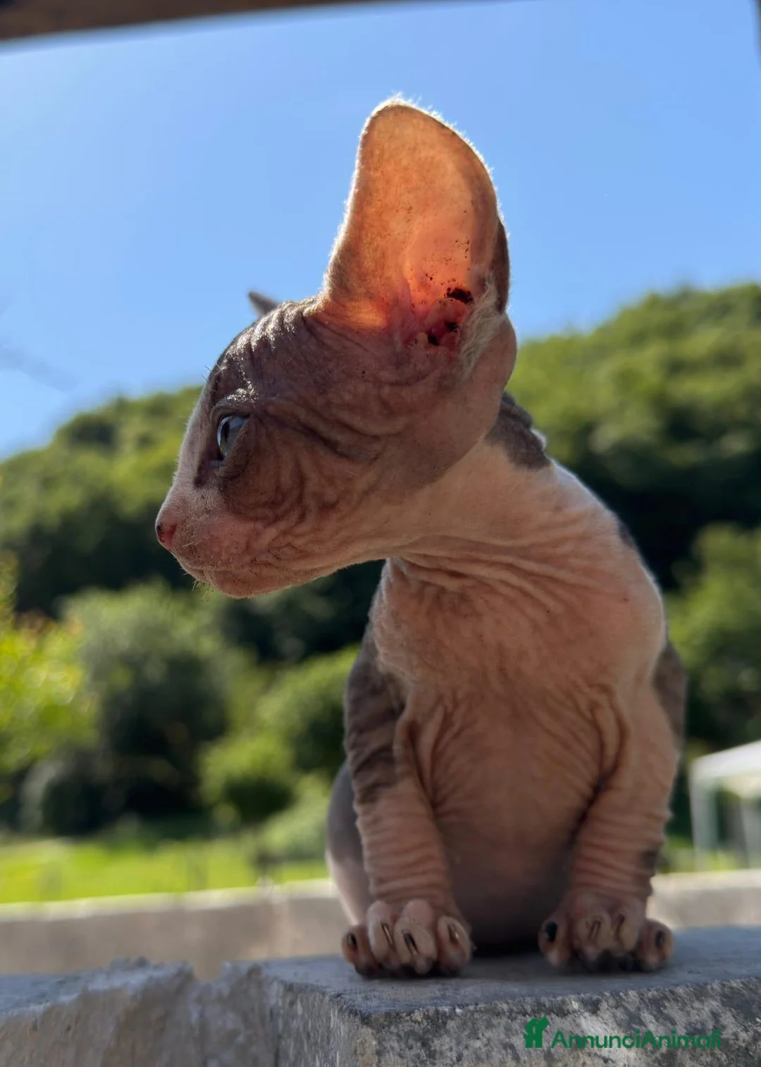 Sphynx gatti in vendita: Sphynx maschio - Annuncio 2