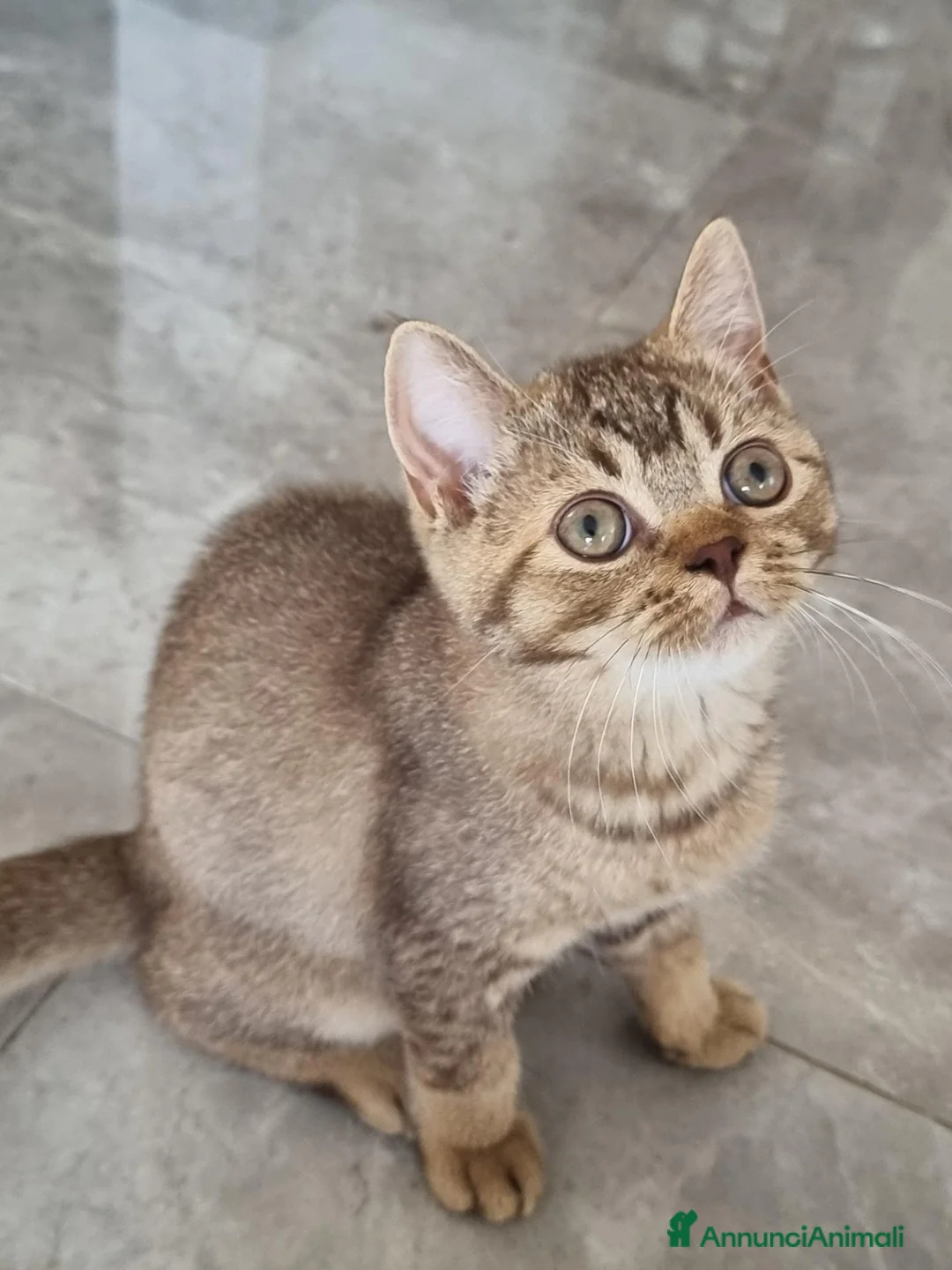 British gatti in vendita: Scottish Straight con Pedigree  - Annuncio 1