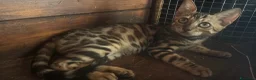 Bengala gatti in vendita: Bengal cucciola da riproduzione (Normandie) - Annuncio 7