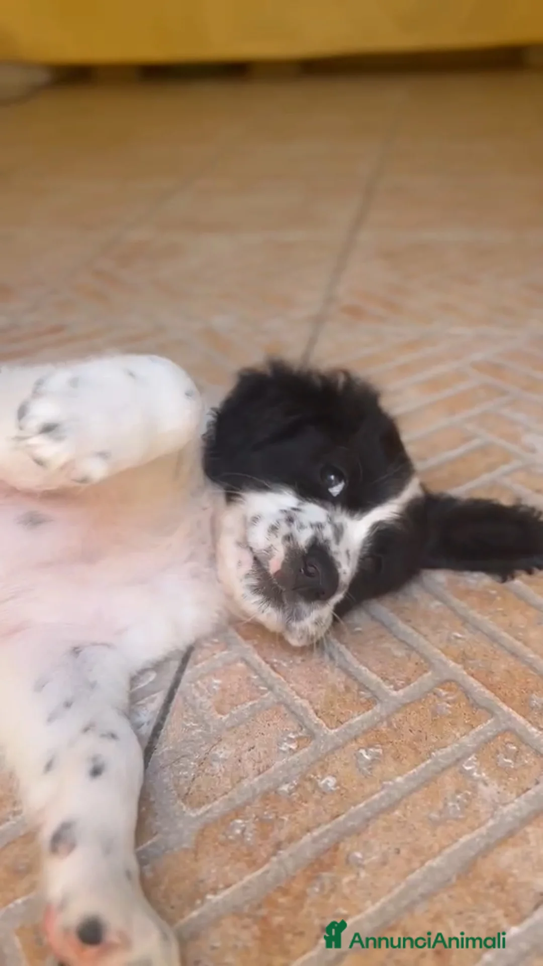 Meticcio cani in regalo: CUCCIOLI BISOGNOSI: URGENTI ADOZIONI  a Città Metropolitana di Torino - Annuncio 2