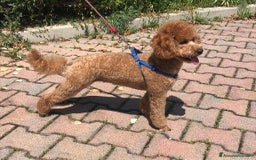 Barboncino cani in vendita: Meravigliose barboncine toy red - Immagine 5