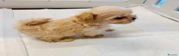 Maltipoo cani in vendita: Splendida cucciolata di Maltipoo - Annuncio 5