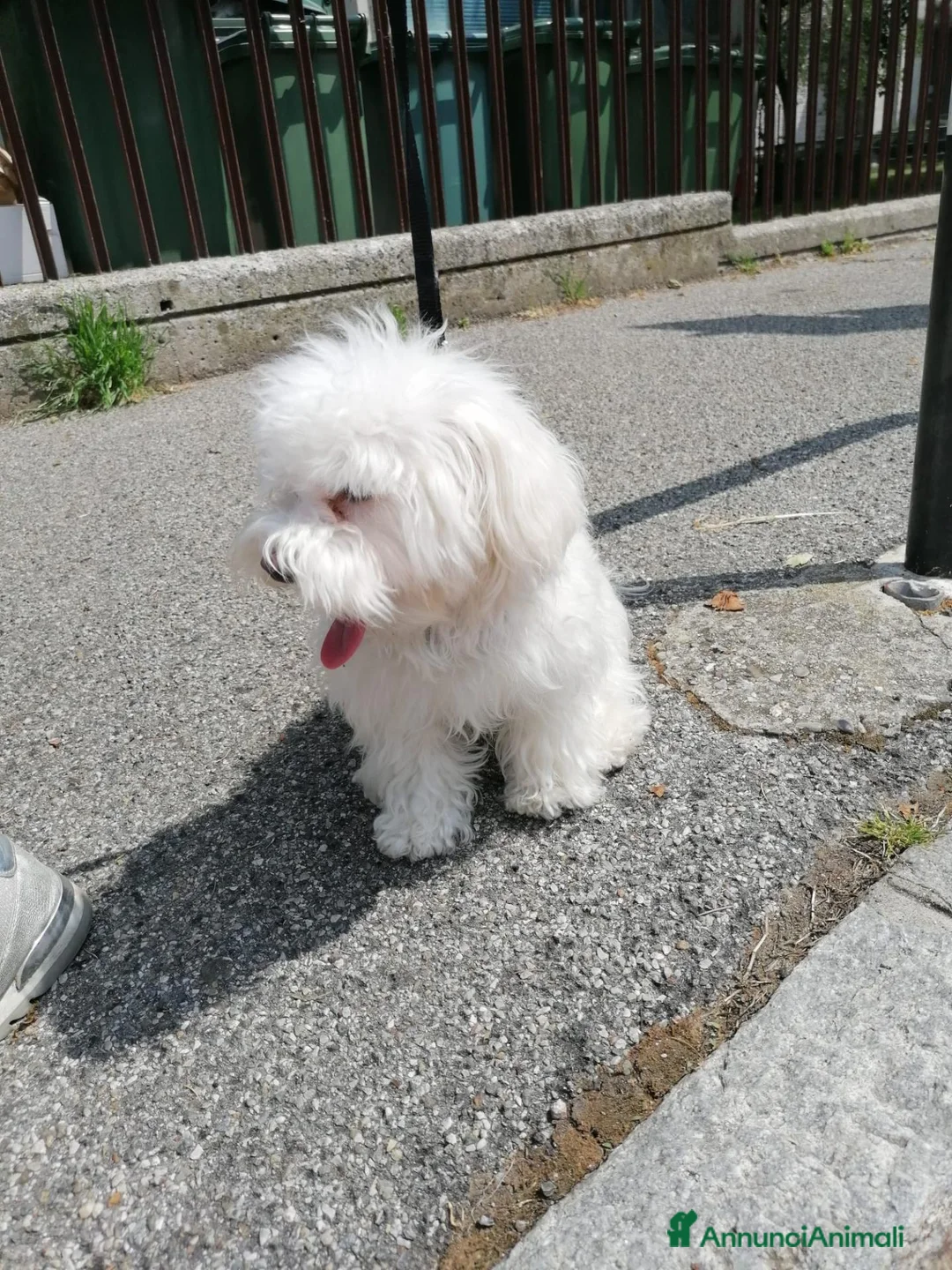 Maltipoo cani in vendita: maltipoo a Provincia di Bergamo - Annuncio 2