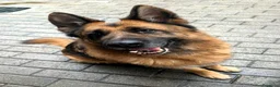 Meticcio cani in regalo: IBRA PASTORE TEDESCO - Annuncio 7