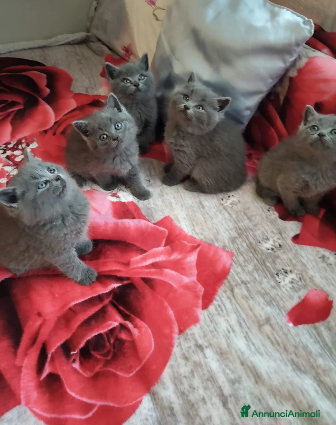 British gatti in vendita: Gattini British shortair  - Annuncio 1