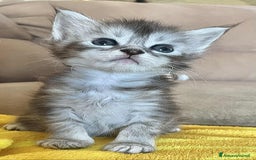 Maine Coon gatti in vendita: Cuccioli Maine coon linea shaded e golden a Provincia di Foggia - Immagine 6