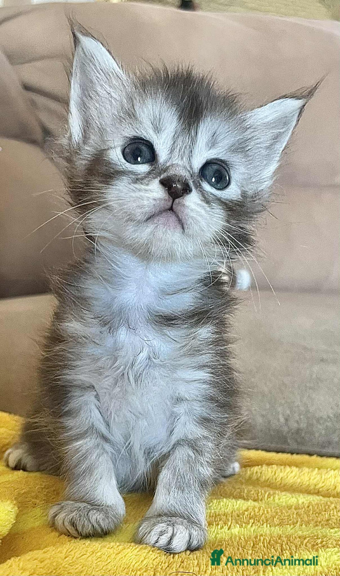 Maine Coon gatti in vendita: Cuccioli Maine coon linea shaded e golden a Provincia di Foggia - Immagine 6