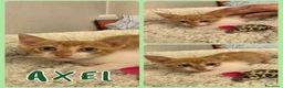 Europeo gatti in regalo: Gattini di 3-4 mesi  a Provincia di Vicenza - Annuncio 5