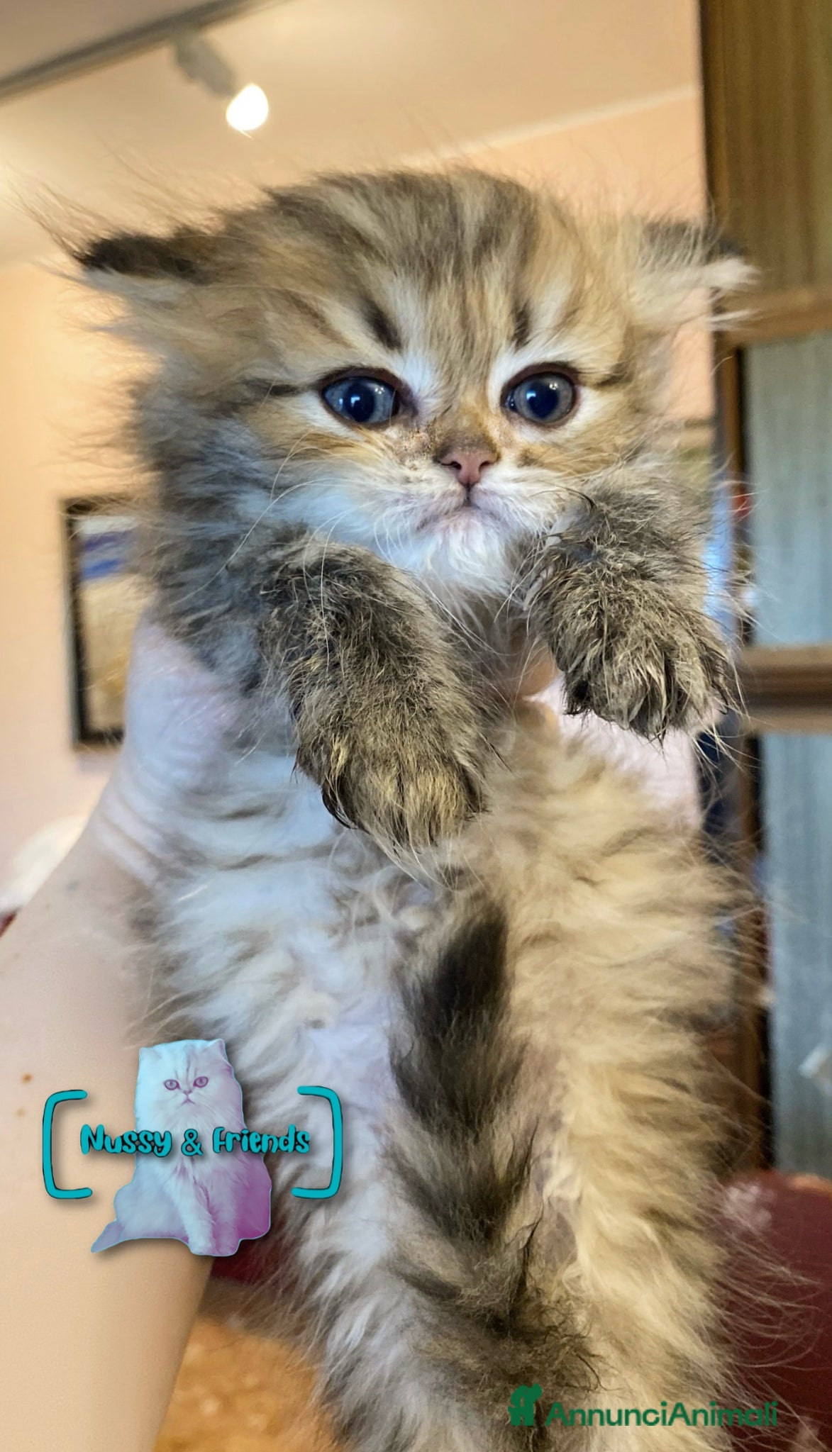 Persiano gatti in vendita: Cucciolo di gatto persiano chinchilla golden - Annuncio 9