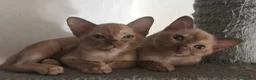 Burmese gatti in vendita: Gattini burmesi color cioccolato e lilla - Annuncio 7