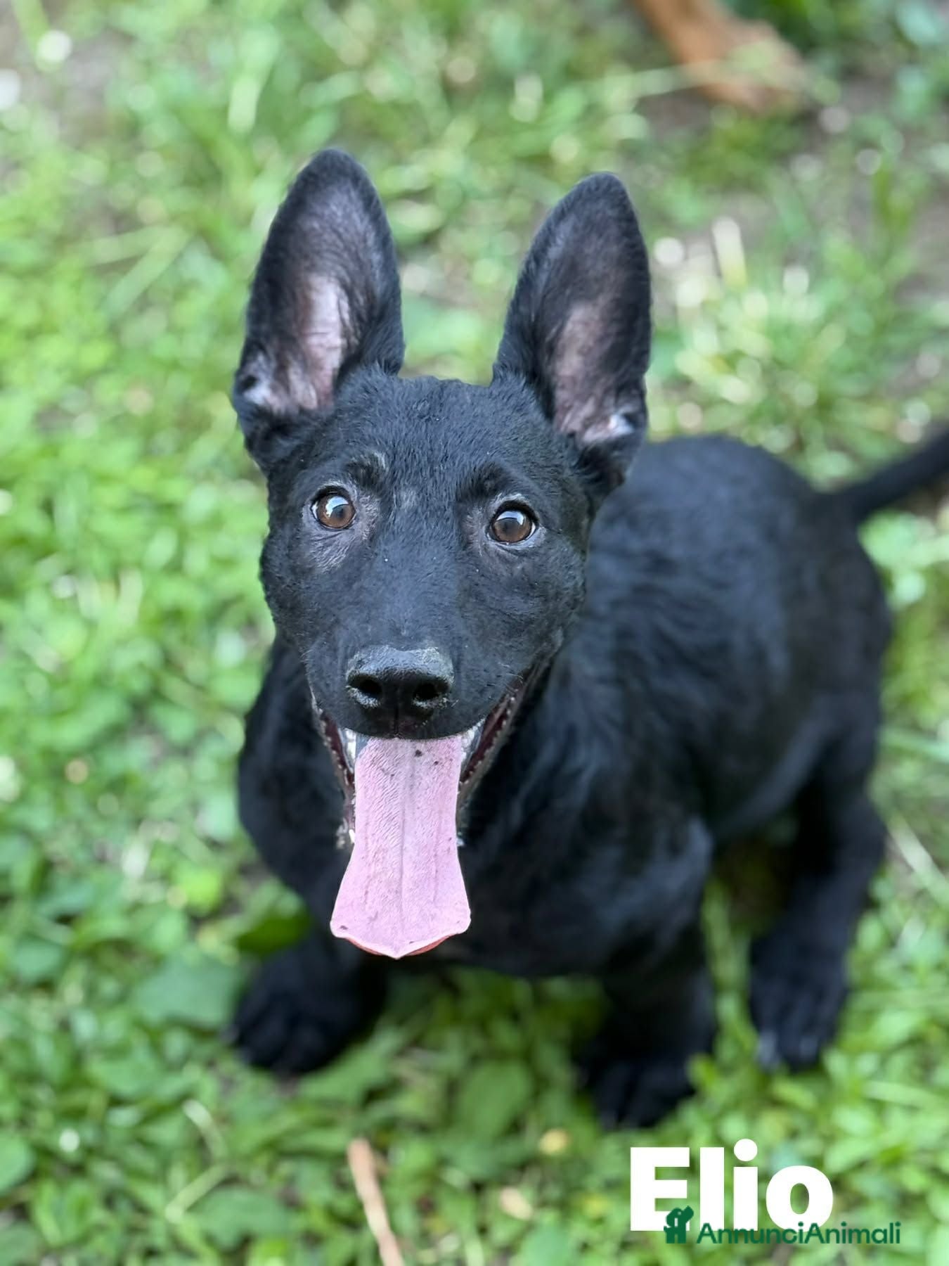 Meticcio cani ELIO, fantastico lupetto! TG MEDIO CONTENUTA - Annuncio 15