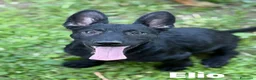 Meticcio cani in regalo: ELIO, fantastico lupetto! TG MEDIO CONTENUTA - Annuncio 1