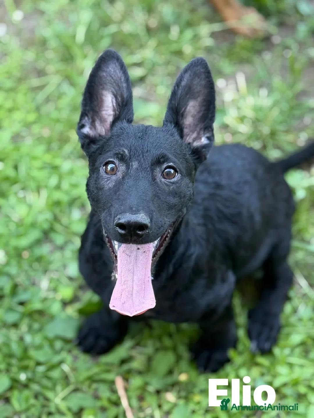 Meticcio cani in regalo: ELIO, fantastico lupetto! TG MEDIO CONTENUTA - Annuncio 1
