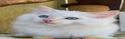 Ragdoll gatti in vendita: Middle Earth Nagga Ragdoll Red Colourpoint  - Annuncio 12