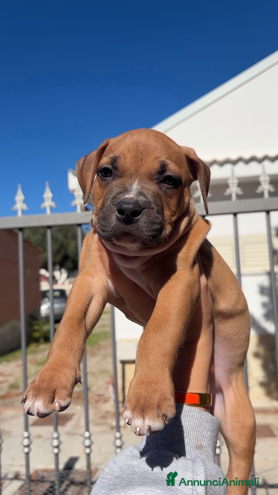 Pitbull cani Cucciolo American Pitbull Terrier con Pedigree UKC - Annuncio 27