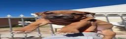 Pitbull cani in vendita: Cucciolo American Pitbull Terrier con Pedigree UKC - Annuncio 1